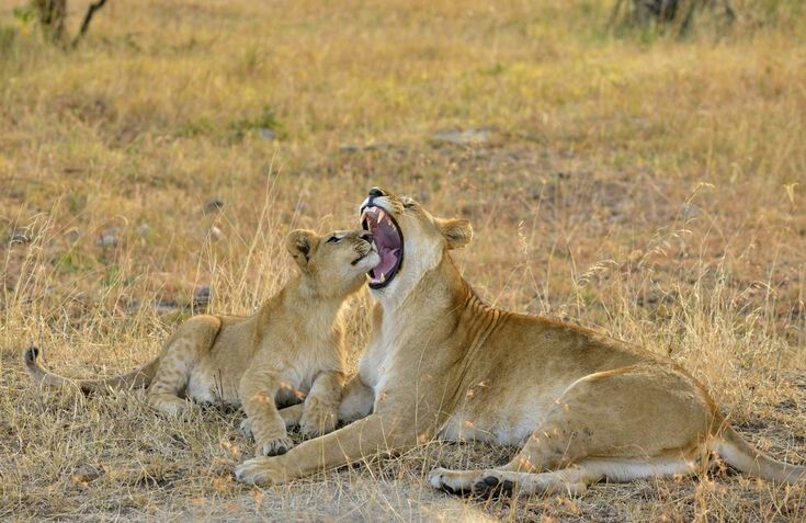 Last Minute Sharing Safari from Arusha