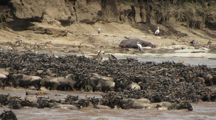 Migration Experience Safari Serengeti | Tanzania's Year-Round Wildlife Journey
