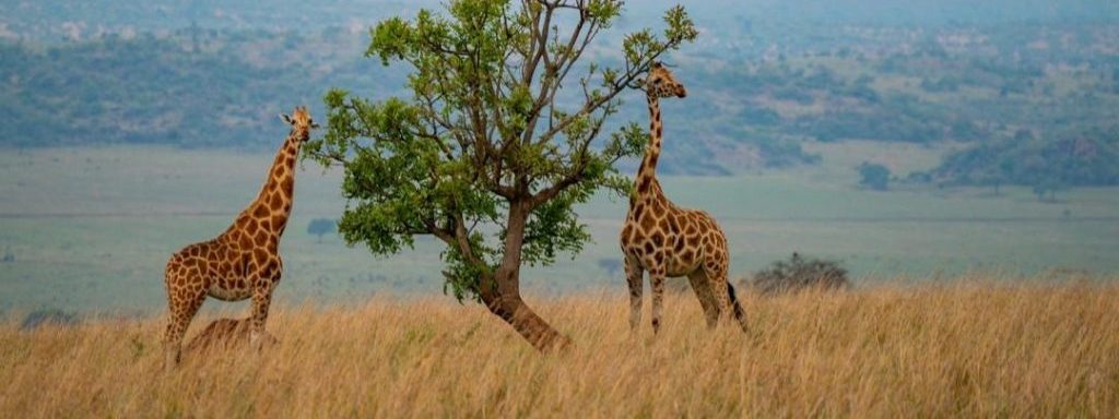 Family Safari Tanzania Packages – 6 Days | Generous Tours & Safari gallery 2