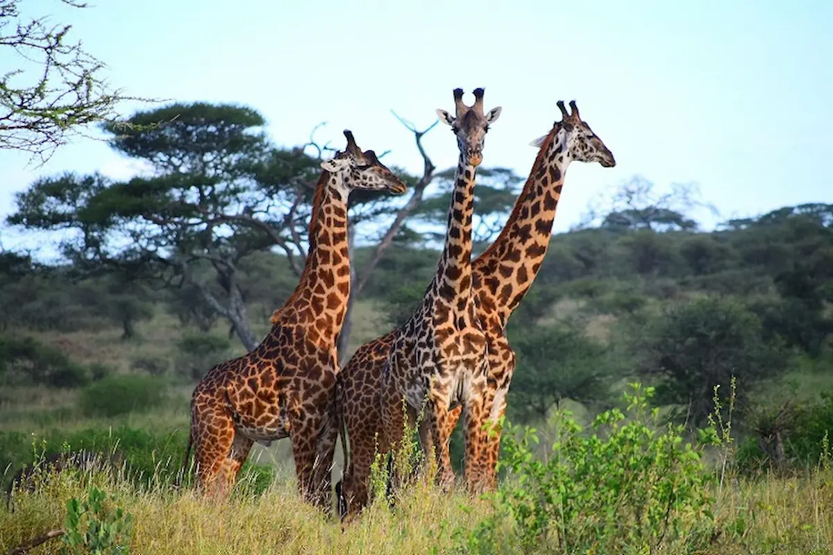 12 Days Uganda Gorillas & Tanzania Safari Adventure. gallery image 3