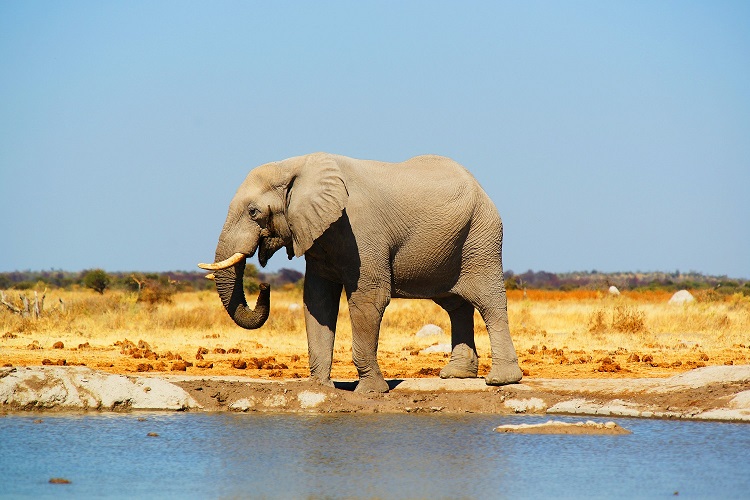 5 Days Big Five Safari Experience | Serengeti & Ngorongoro Luxury Escape.