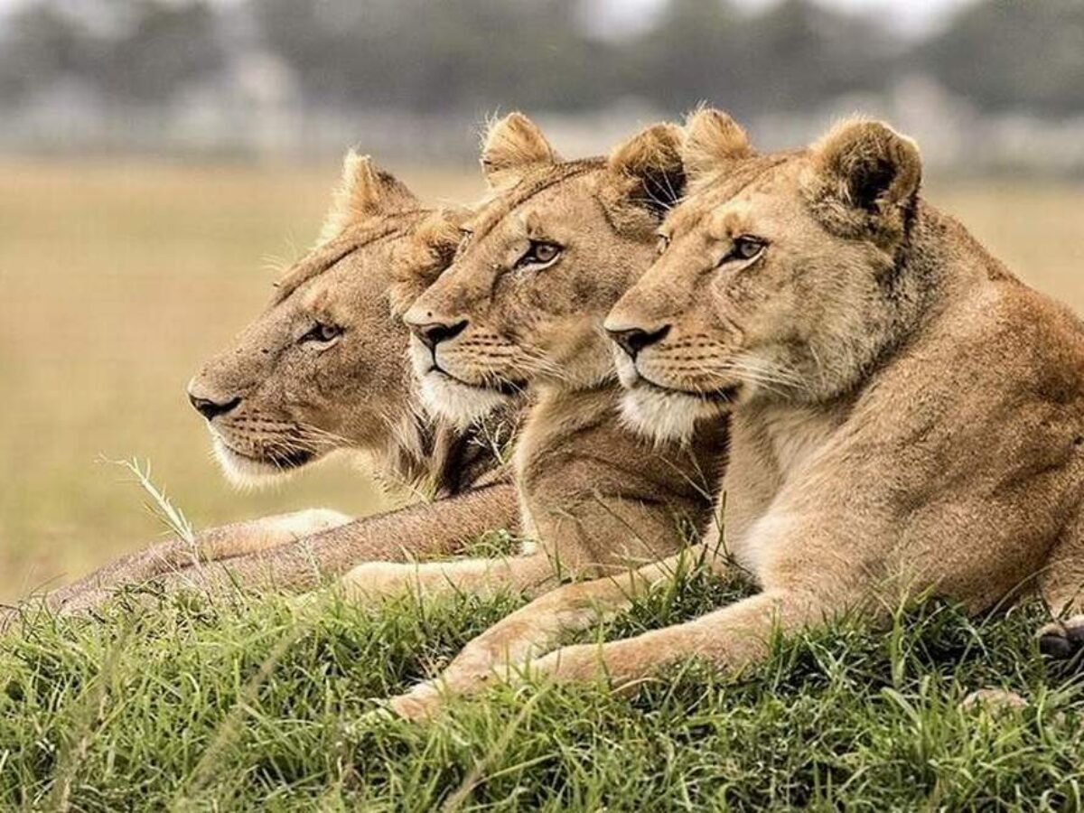 3-Day Serengeti Safari Package | Generous Tours & Safaris gallery 2