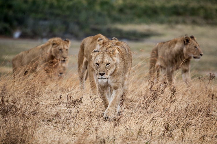 5 Days Big Five Safari Experience | Serengeti & Ngorongoro Luxury Escape.