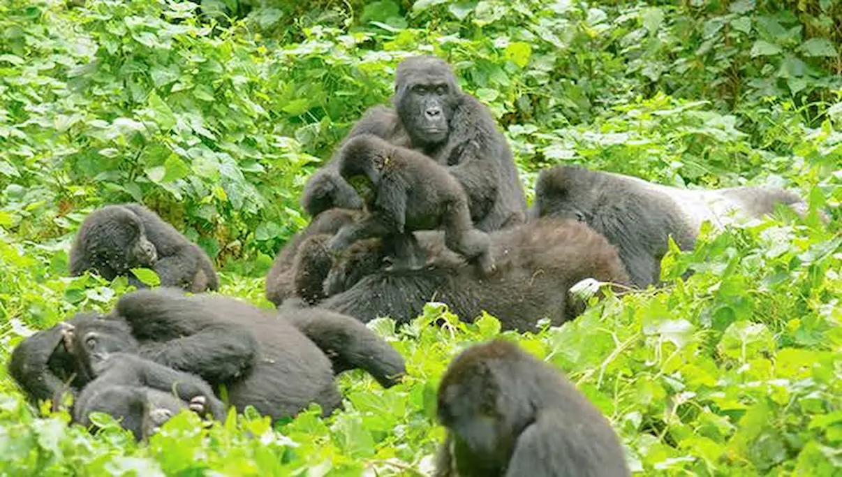 Uganda Primates & Serengeti Wildlife Experience. gallery image 3