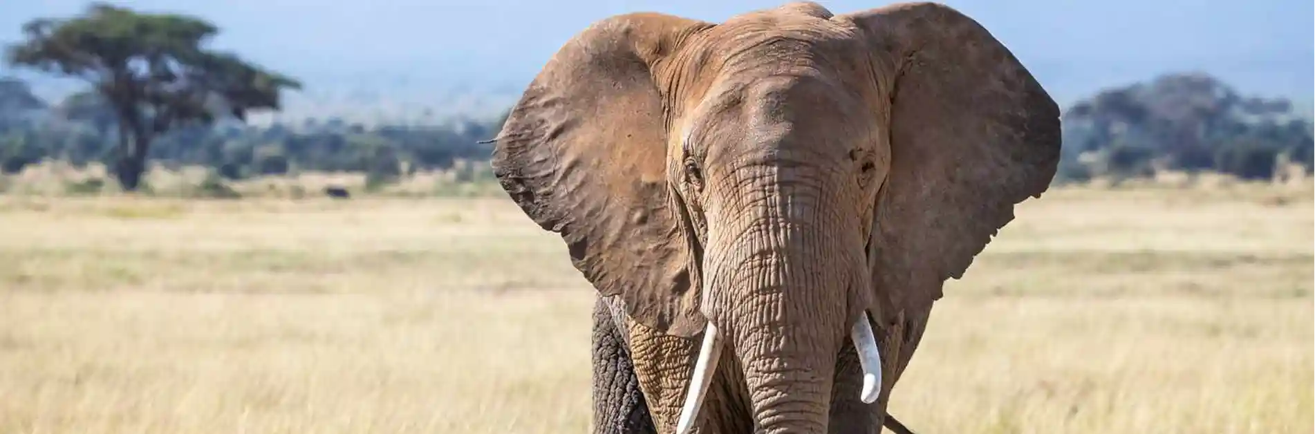 African Elephant