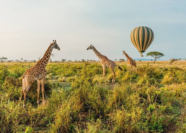 Luxury Ngorongoro Crater Lodge Safari – 3 Days | Generous Tours & Safaris gallery 1