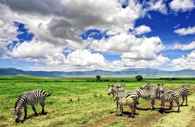 Serengeti Photographic Safari – Private Vehicle | Generous Tours  & Safaris