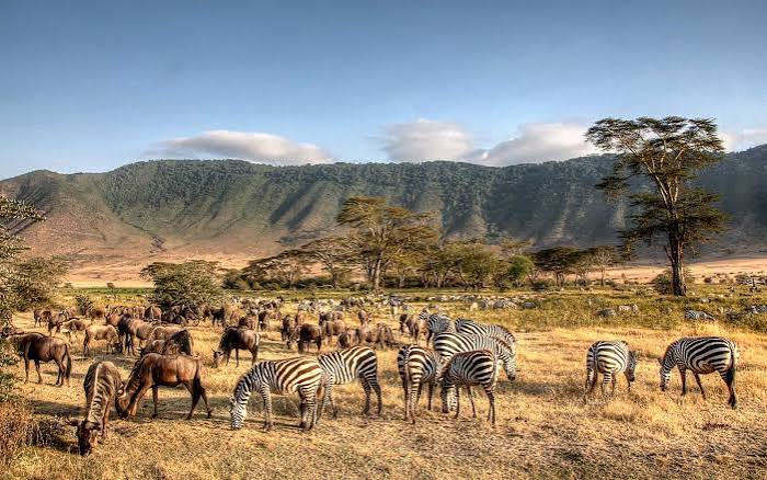 Ngorongoro Crater Day Trip Safari | Generous Tours & Safaris