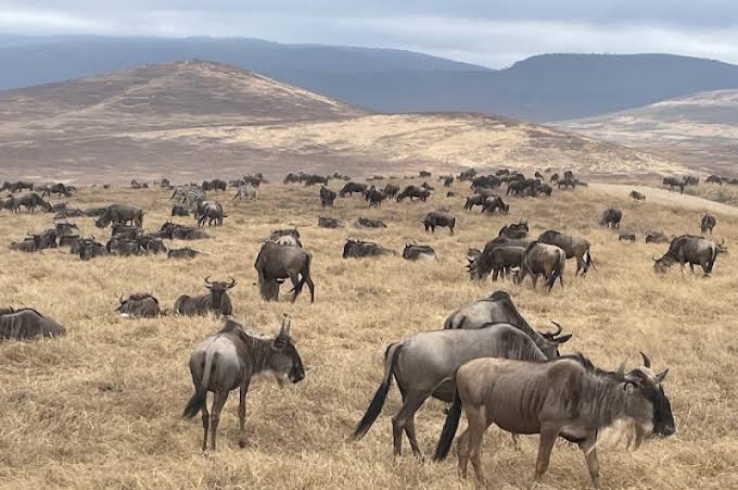 5 Days Tanzania Sharing Safari