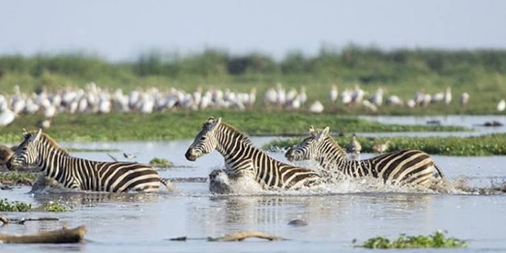 Last Minute Sharing Safari from Arusha