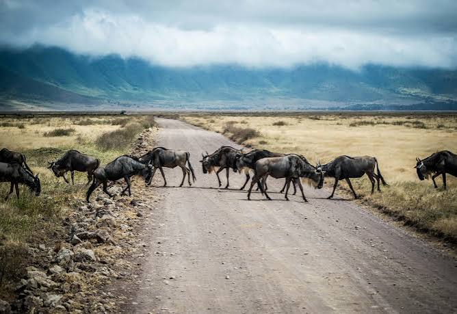 Last Minute Sharing Safari from Arusha