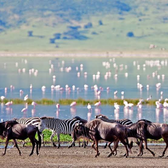 Ngorongoro Crater Day Trip Safari | Generous Tours & Safaris gallery 3