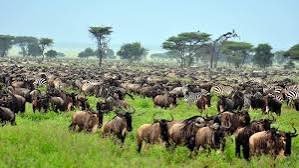 3 Days Tanzania Sharing Safari
