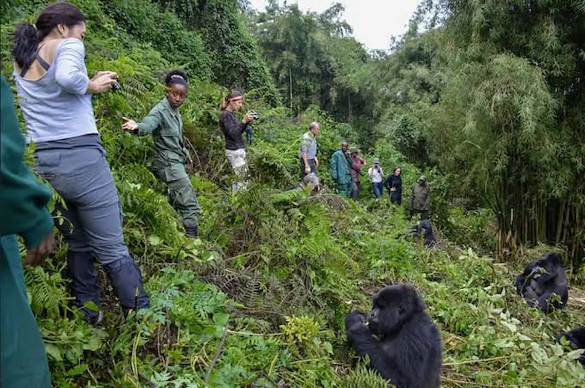 Luxury Primates & Wildlife | Rwanda & Tanzania Safari. gallery image 1