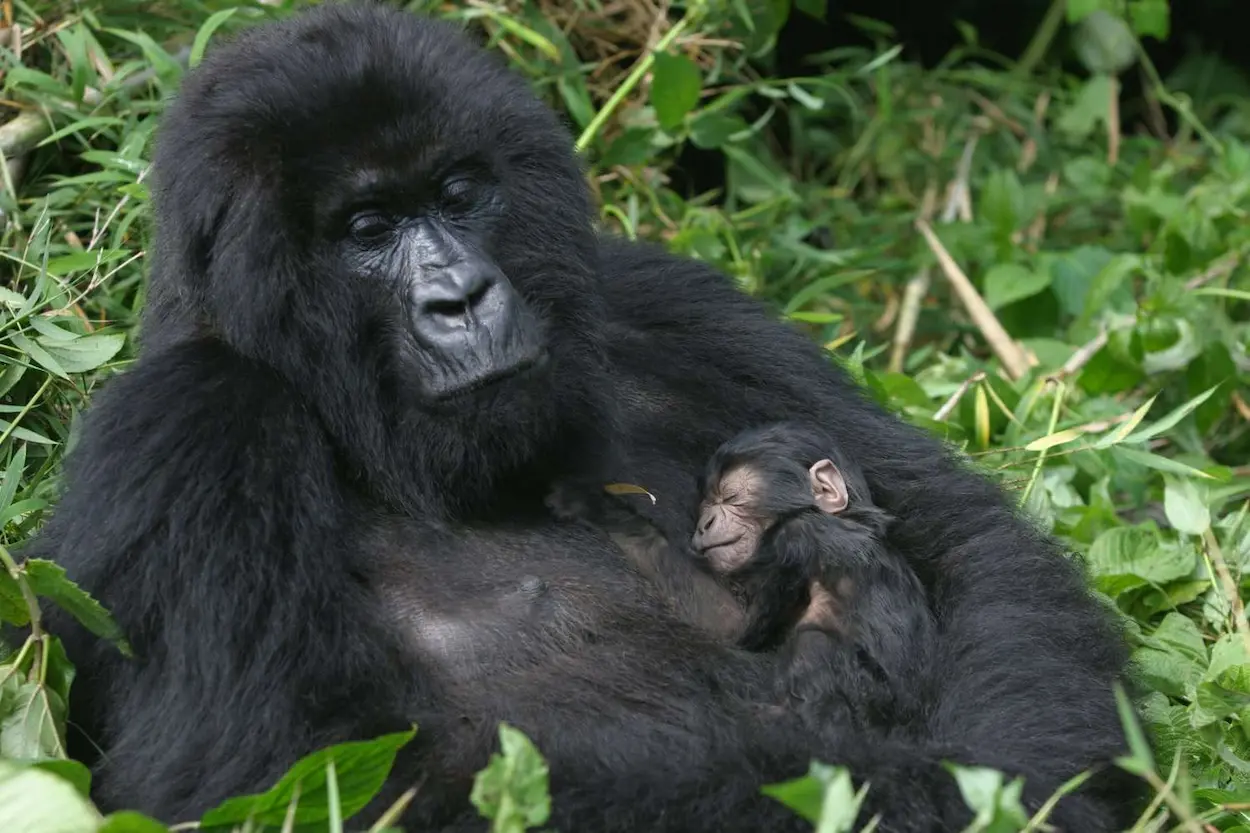10 days gorilla Big Five safari Rwanda