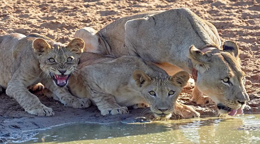Tanzania Northern Circuit Safari Guide | Generous Tours gallery image 2