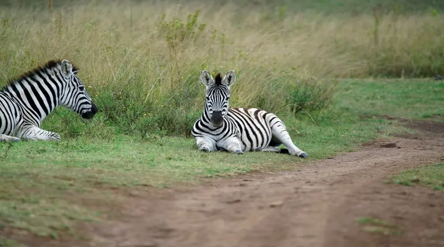 4 Days Tanzania Group Safari | Arusha NP to Ngorongoro gallery image 1