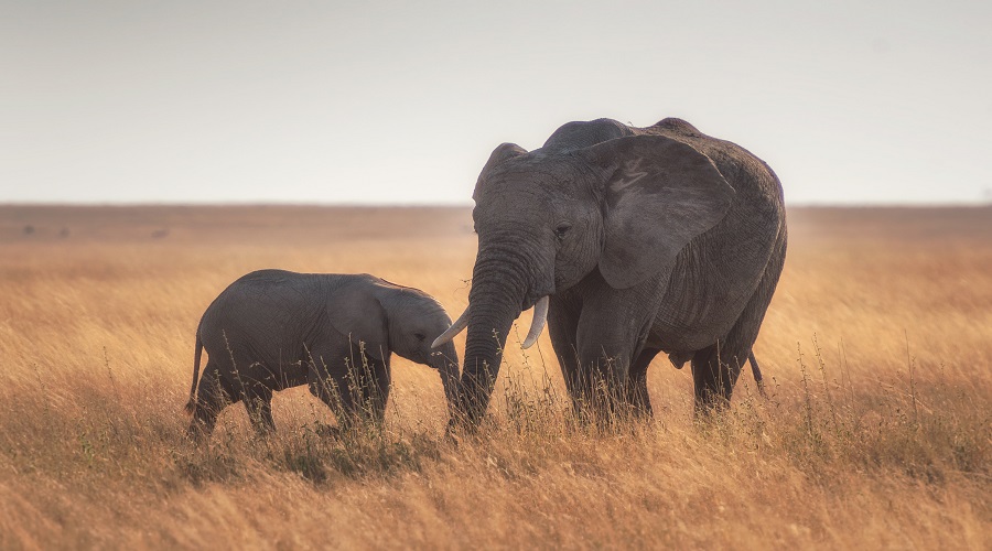 1 Day Tanzania Safari To Serengeti National Park