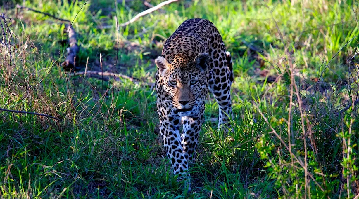 7 Days Tanzania Safari Adventure | Serengeti to Eyasi. gallery image 3