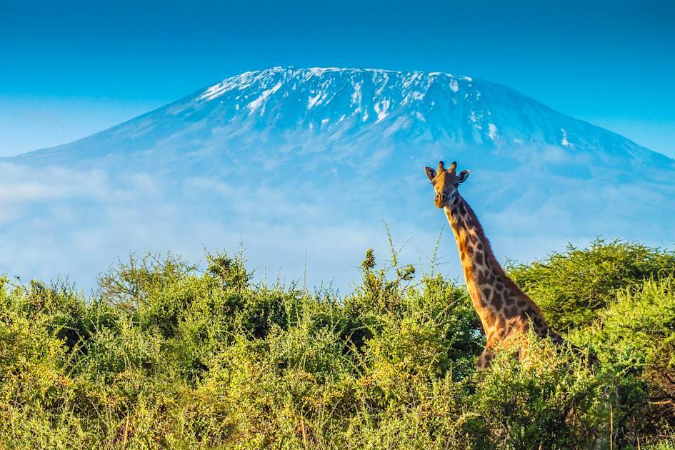 Kilimanjaro trekking team