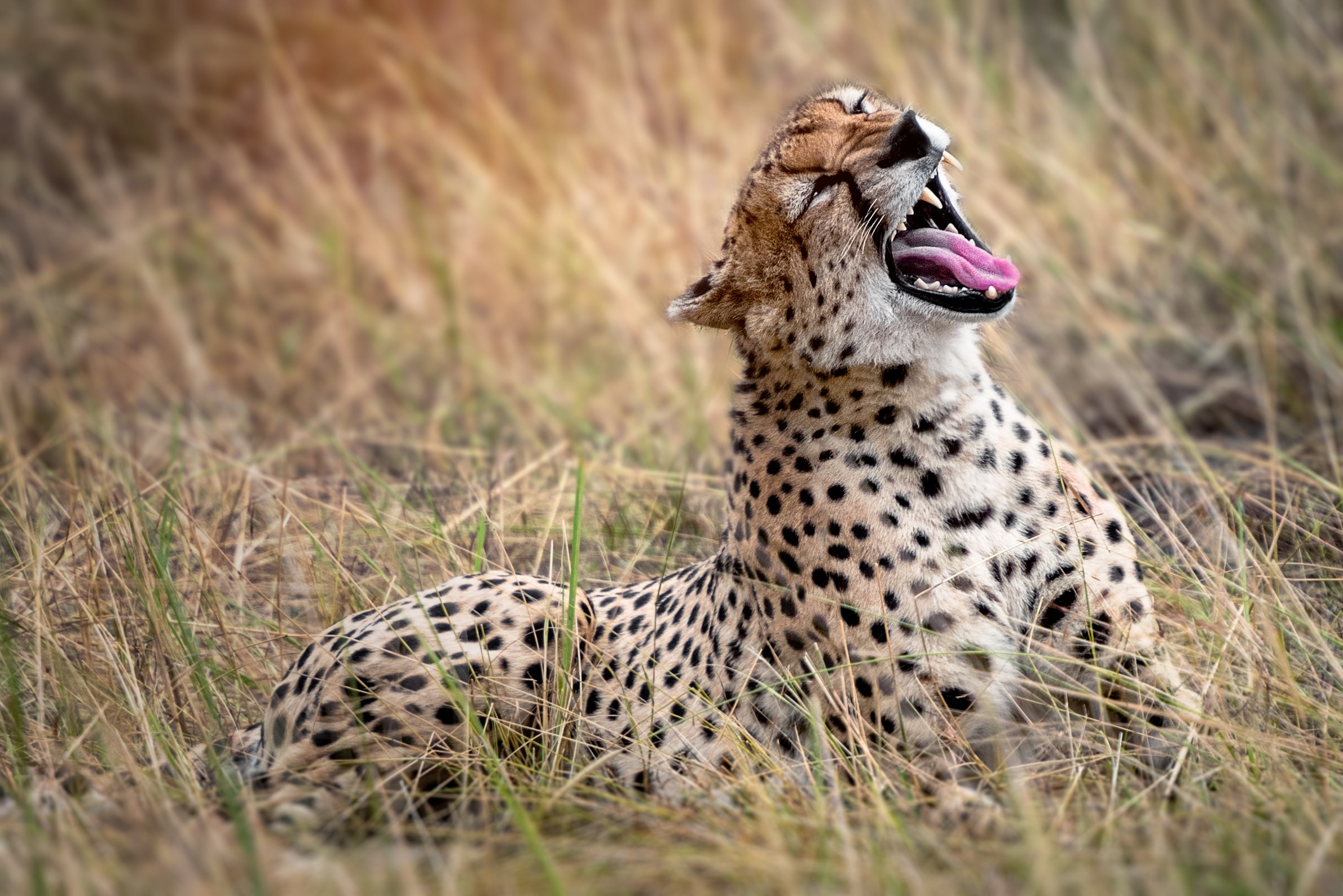 Lion in Serengeti National Park