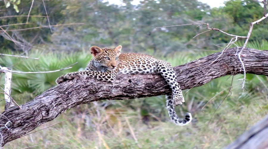 Luxury Safari Tanzania/2027 | Exclusive Wildlife & 5-Star Lodge Packages from Arusha.