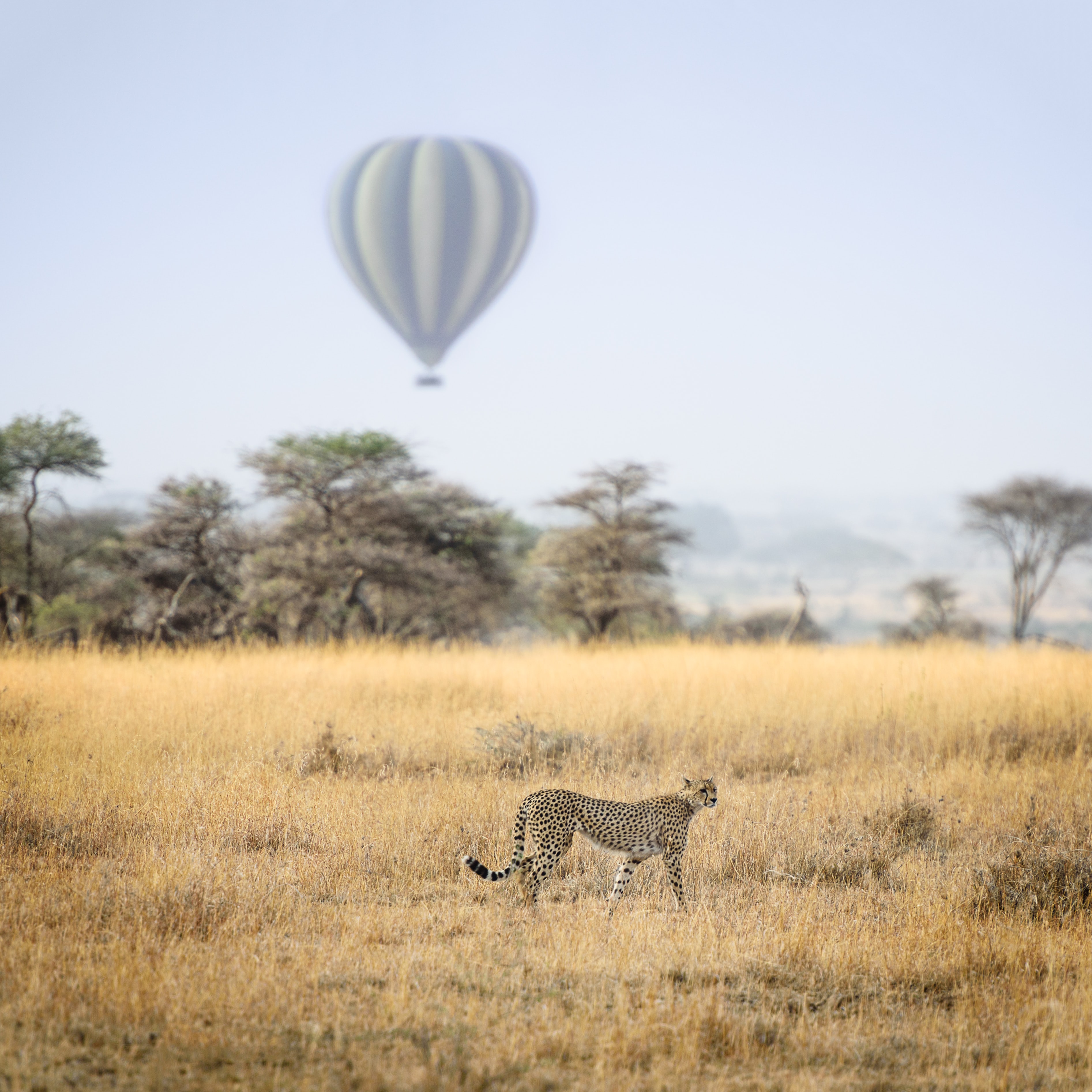Luxury safari accommodation