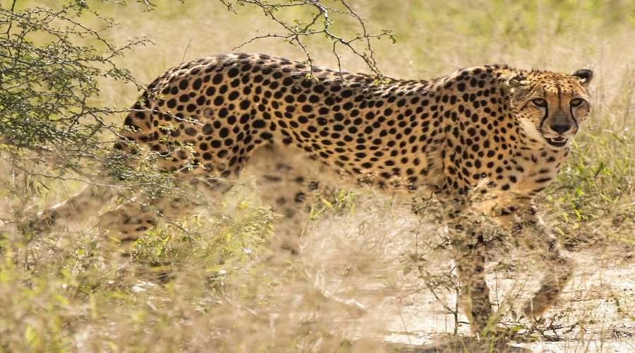 3 Days Budget Tanzania Safari