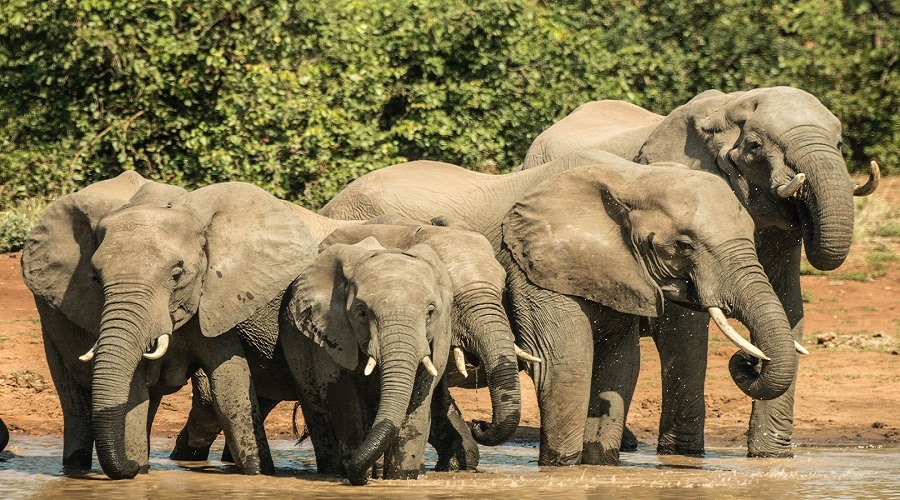 5 Days Tanzania Safari | Generous African Tours