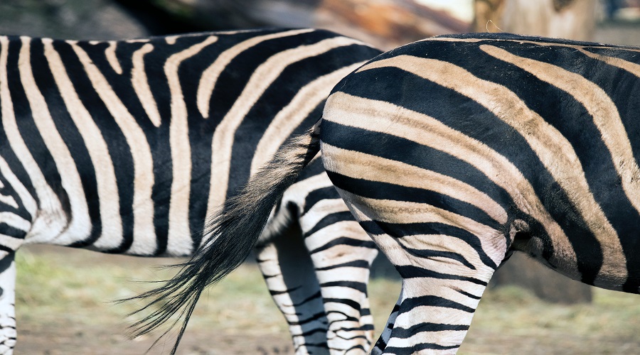 1 Day Tanzania Safari