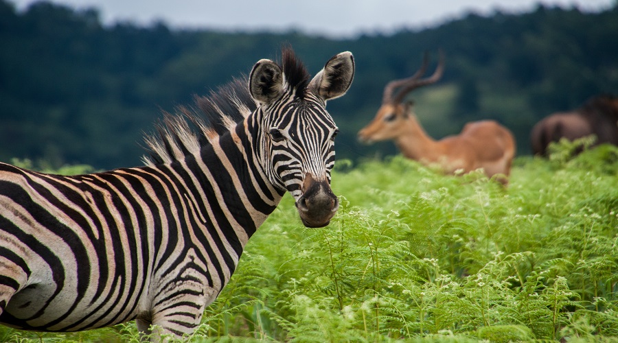 1 Day Tanzania Safari