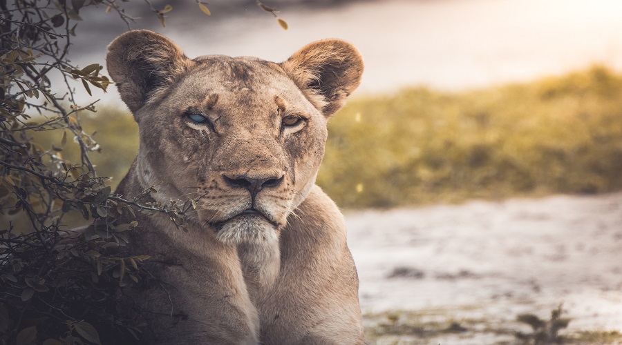 1 Day Tanzania Safari