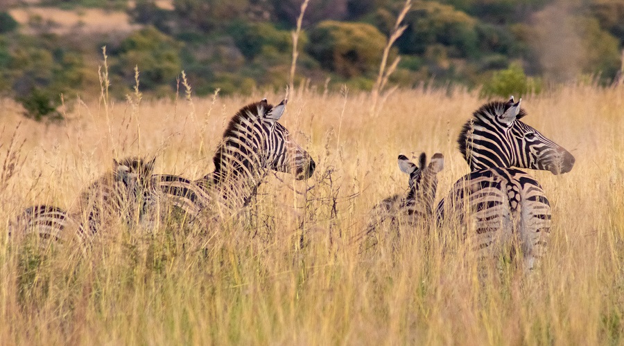 Day Trip to Mikumi National Park 2026-2027 | From Dar es Salaam Safari.