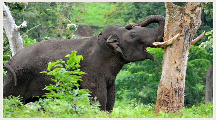 Day Trip to Mikumi National Park 2026-2027 | From Dar es Salaam Safari.