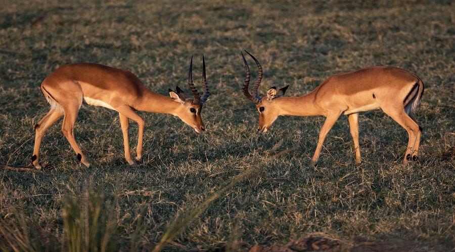 5 Days Tanzania Luxury Safari