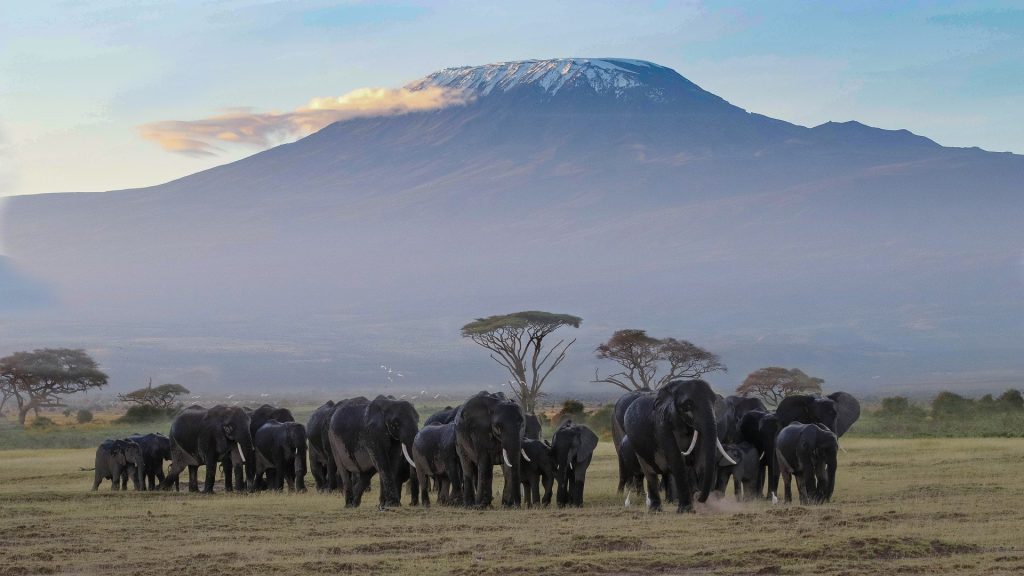 Mid-range safari camp
