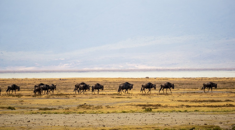 Serengeti Migration Safari October 2026/2027 | Mara River Return Crossings Tour