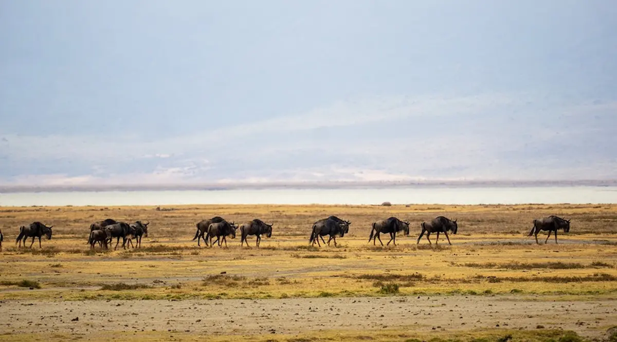 7 Days Serengeti Migration Safari | Group Sharing gallery image 2