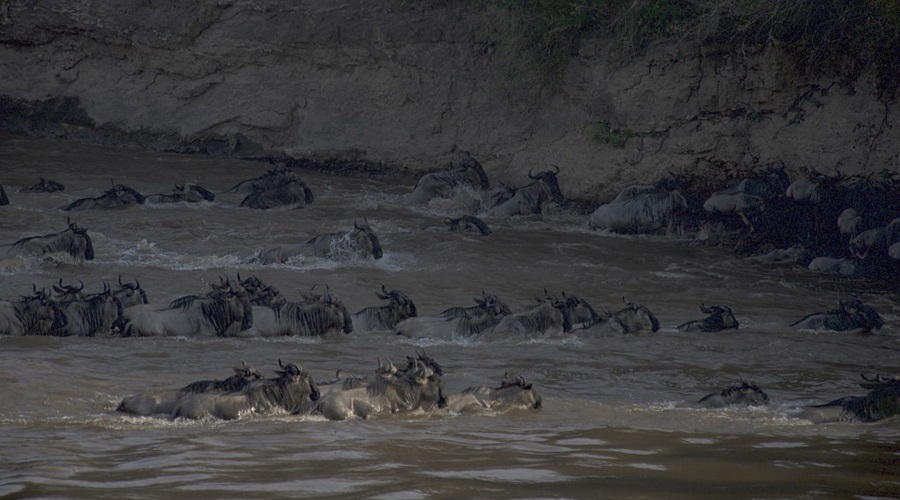 Serengeti Migration Safari August 2026/2027 | Mara River Crossings Tour from Arusha