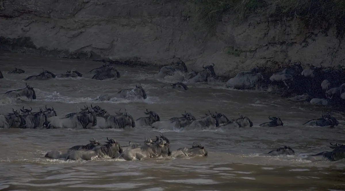 7 Days Serengeti Migration Safari | Group Sharing gallery image 1