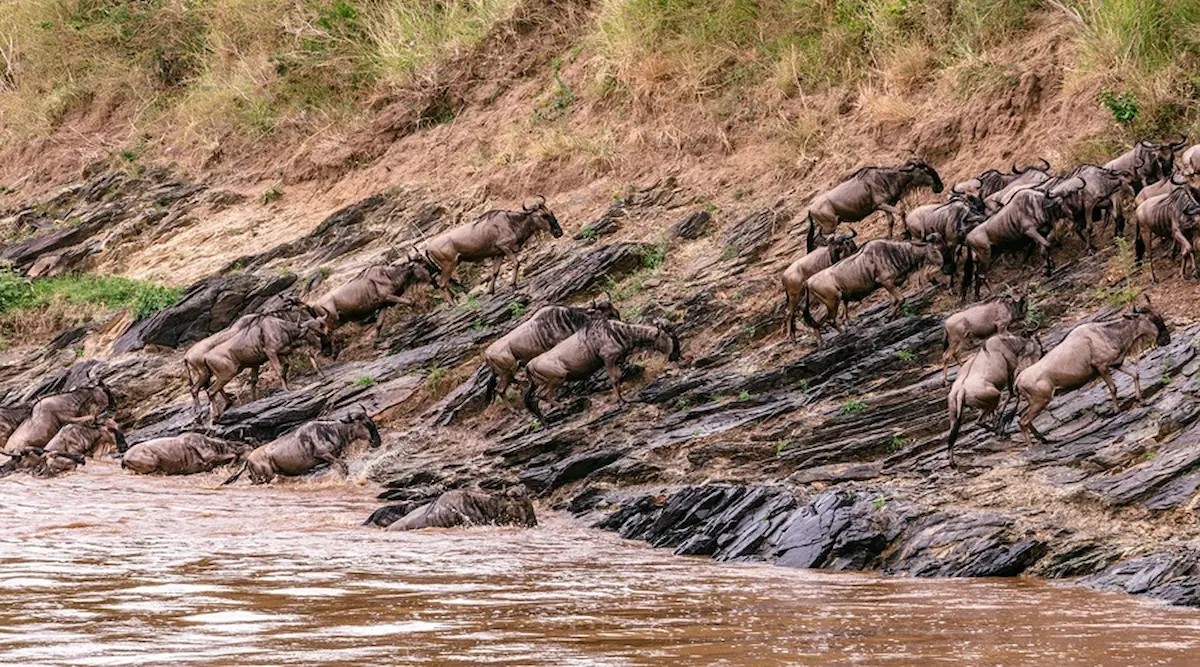 7 Days Serengeti Migration Safari | Group Sharing gallery image 3