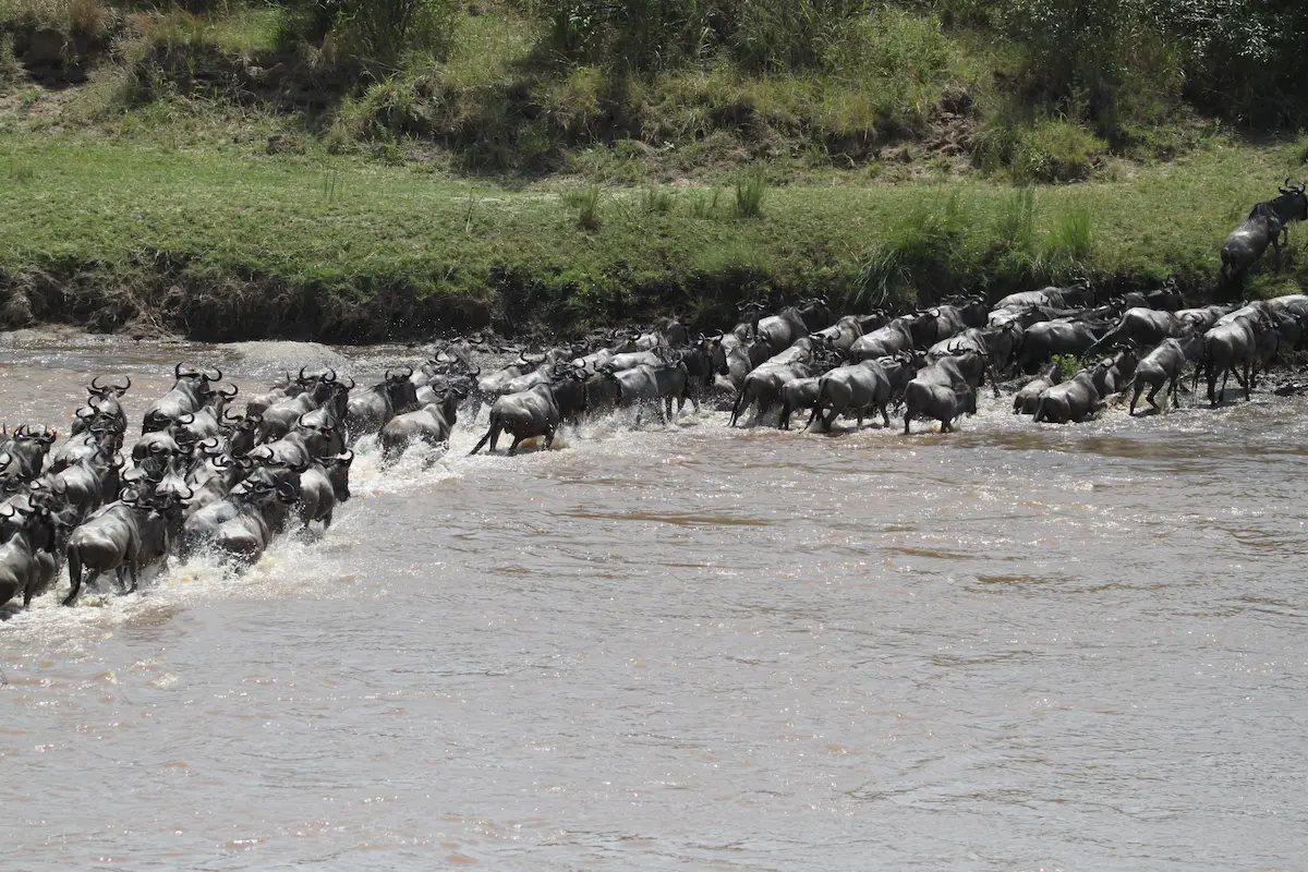 4 Days Great Serengeti Migration Safari | Witness Nature's Spectacle