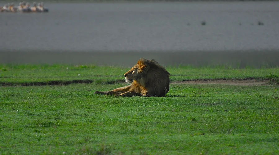 Top Rated Tour Operator in Tanzania | Generous African Safaris. gallery image 3