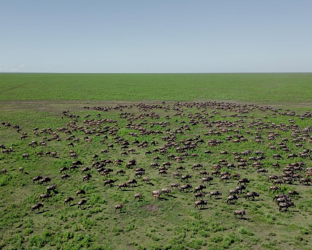 Serengeti plains landscape
