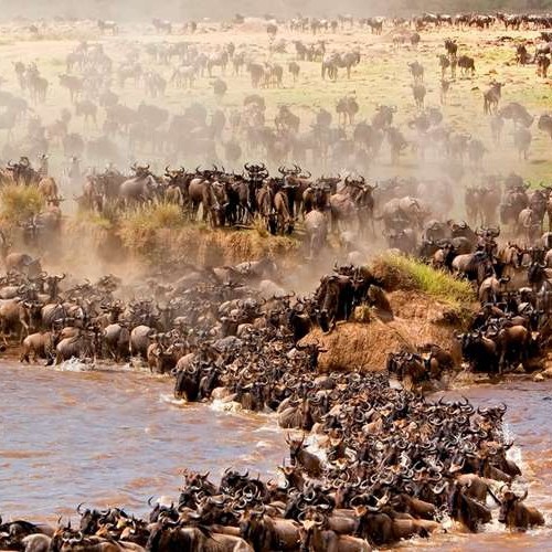 Great Migration Safari Tanzania – 6 Days | Generous Tours & Safaris gallery 2