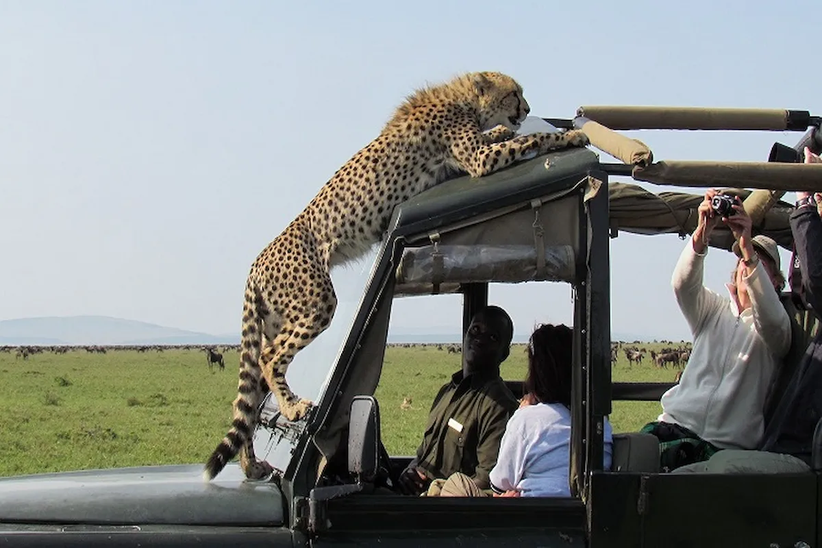 10 Days Kenya & Tanzania Big Five Safari | Mara & Serengeti. gallery image 1