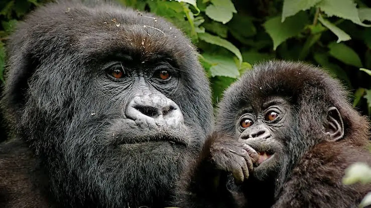 Uganda Primates & Serengeti Wildlife Experience. gallery image 2