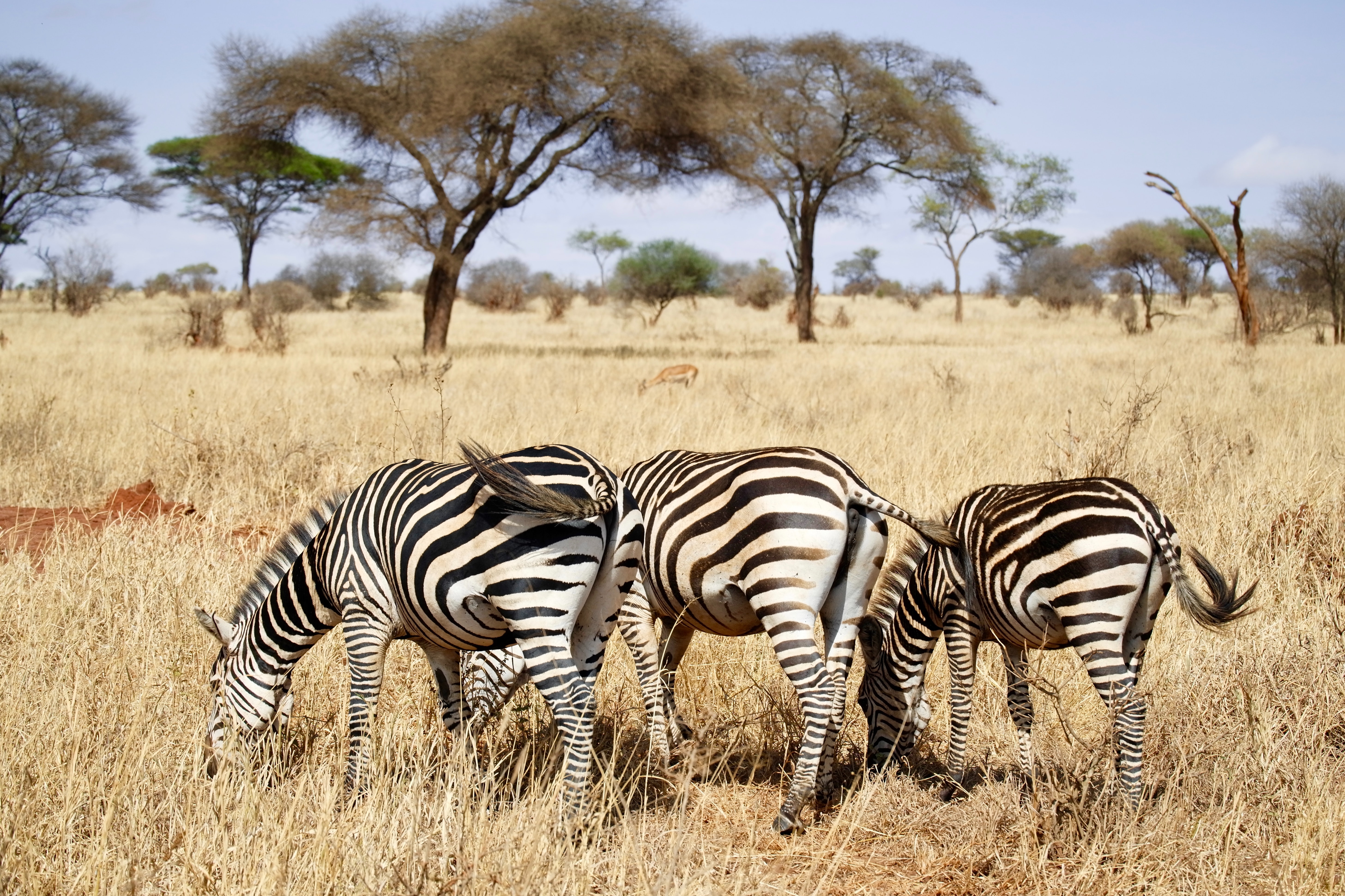 Zebras grazing in Serengeti