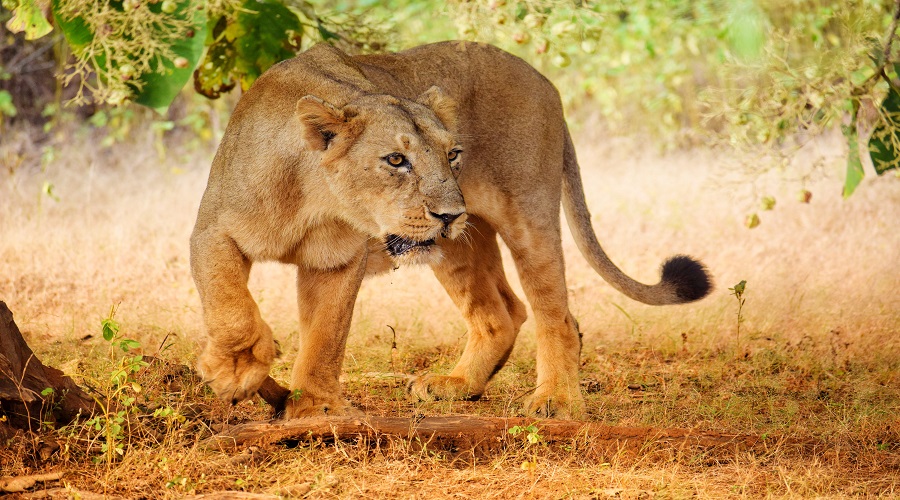 Serengeti National Park