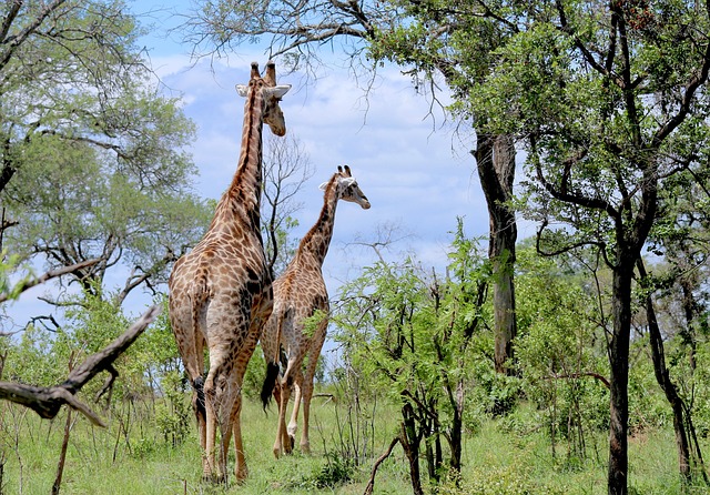 1 day ngorongoro crater safari from arusha